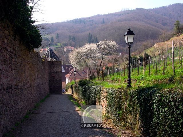 Ribeauvillé
Mots-clés: France;Europe;Alsace;Ribeauvillé